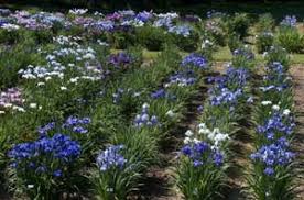 Growing Iris ensata - Mt. Pleasant Iris Farm