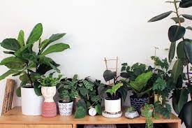 House Plants Dossier Blog
