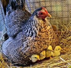 L'élevage et l'incubation des poules - Poules Elevage