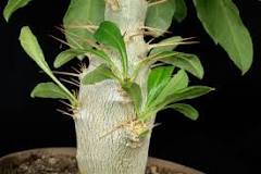 Image result for Pachypodium Saundersii