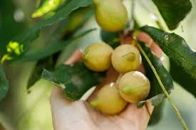 macadamia nuts cultivation in india
