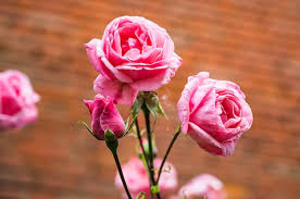 natural rose images free on