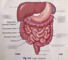 figure 3 6 large intestine diagram