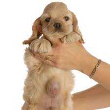 Puppies are born attached to the placenta that nourished them while they were developing in the uterus. Navel Gazing Do Dogs Have Belly Buttons Umbilical Hernia Puppies Dogs