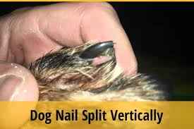 dog nail split vertically top