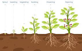 plant growth ses an overview