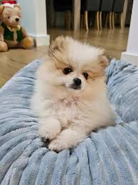pure breed pomeranian puppies dogs