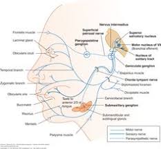 7 Best Anatomy Images Facial Nerve Anatomy Facial Nerve