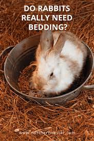 Bedding Rabbit Pet Bunny Rabbits