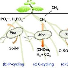 environmental nutrient cycling in plant