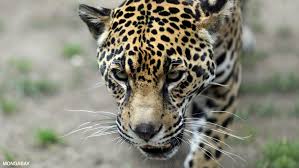 There is fierce competition for the same food amongst the species. Animals Of The Amazon Rainforest