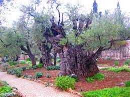 the garden of gethsemane christina fox