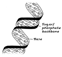 science on the shelves diy dna