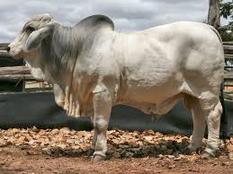 Zebus, sometimes known as humped cattle or brahman cattle, are a type of domestic cattle originating in south asia. How Can Anybody Pay 96 000 For An Unregistered Herd Bull Beef Central