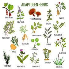 The Ultimate Guide To Adaptogens Everything You Need To