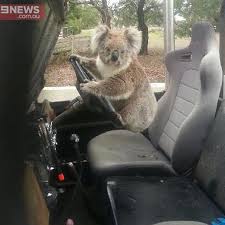 australia finds koala trying to steal