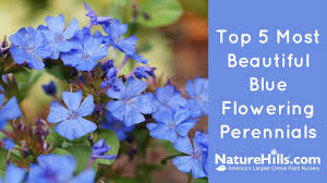 Full sun to part shade (varies according to variety) soil type: Top 5 Most Beautiful Blue Flowering Perennials Naturehills Com Youtube