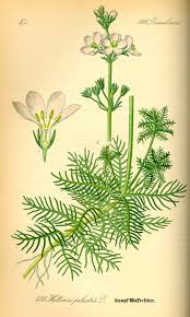 Hottonia palustris - Wikipedia