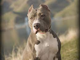 pitbull dogs hd wallpapers wallpaper cave