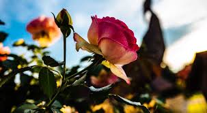 Are Roses Hard To Grow Expert