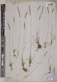 Koeleria Pers. | Plants of the World Online | Kew Science