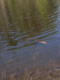 Coastal Carolina University Removes Alligator Found In Pond
