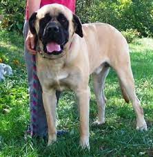The american masti bull see origin below for more details. American Mastiff Breed Information History Health Pictures And More