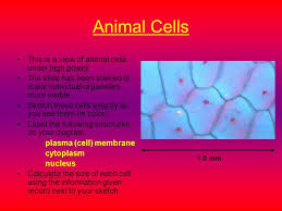 It is published by the american society of plant biologists. Virtual Microscope Animal And Plant Cells Directions 1 View The Following Slides To Review Microscope Use And Observe Plant And Animal Cells 2 Sketch Ppt Download