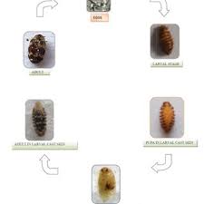 life cycle of anthrenus flavipes