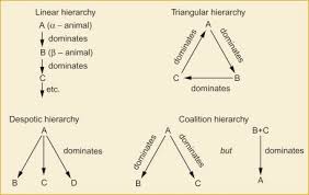 Dominance Hierarchy An Overview Sciencedirect Topics