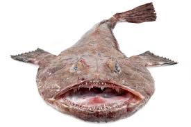 ugly fish images browse 10 650 stock