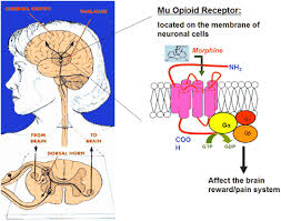 Image result for opioid receptors