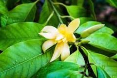 Michelia champaca Uses, Research, Side Effects