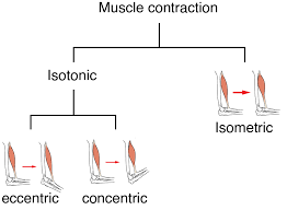 muscle tension anatomy physiology