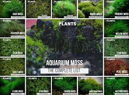 8 go to aquarium moss types care