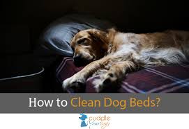 how to clean dog bed