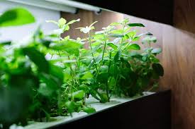 8 Best Hydroponic System Reviews