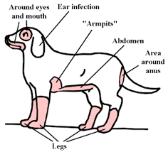 dog dermais know the causes