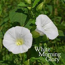 white morning glory flower essence