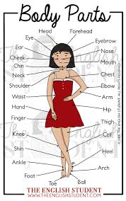 This is a table of skeletal muscles of the human anatomy. Human Body Parts Names In English Myenglishteacher Eu Blog