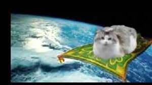 kitty flying on a magic carpet you