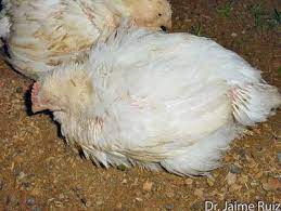 علاج سالمونيلا الدجاج