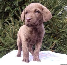 Goldie was named after my great uncle's chessie whom he hunted ducks and geese with on the missouri river back when. Nutmeg Chesapeake Bay Retriever Puppy For Sale In Ohio