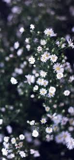 Nm06 Flower White Spring Nature Bluish