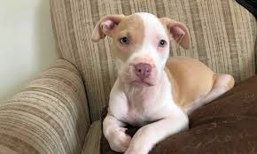 Give a puppy a forever home or staffordshire bull terrier dogs & puppies for sale & rehome near london. Want To Adopt A Pet Here Are 3 Cuddly Canines To Adopt Now In Saint