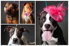 Every puppy available for sale or adoption has their own page with price & information. Pets Of The Week Harris County Animal Shelter Rescues Dumped Chihuahuas