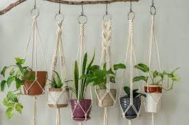 6 Best Ceiling Hooks For Hanging Plants