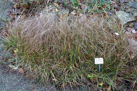Carex liparocarpos - Wikipedia