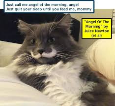 Appears on the pretenders's album night in my veins. Angel Of The Morning By Juice Newton Lolcats Lol Cat Memes Funny Cats Funny Cat Pictures With Words On Them Funny Pictures Lol Cat Memes Lol Cats