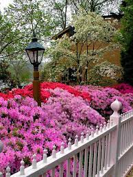 Flowering Shrubs And Bushes For Year